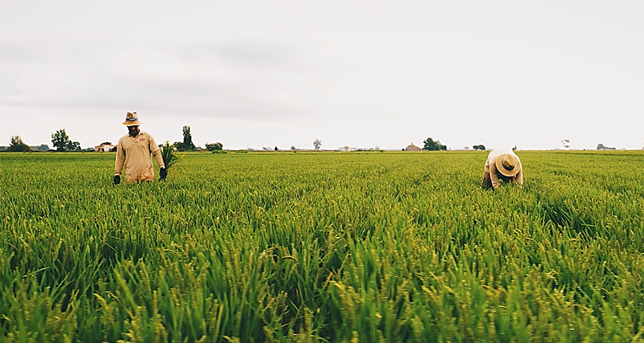 Arroz Montsià: el arroz KM 0 que impulsa un modelo de economía circular